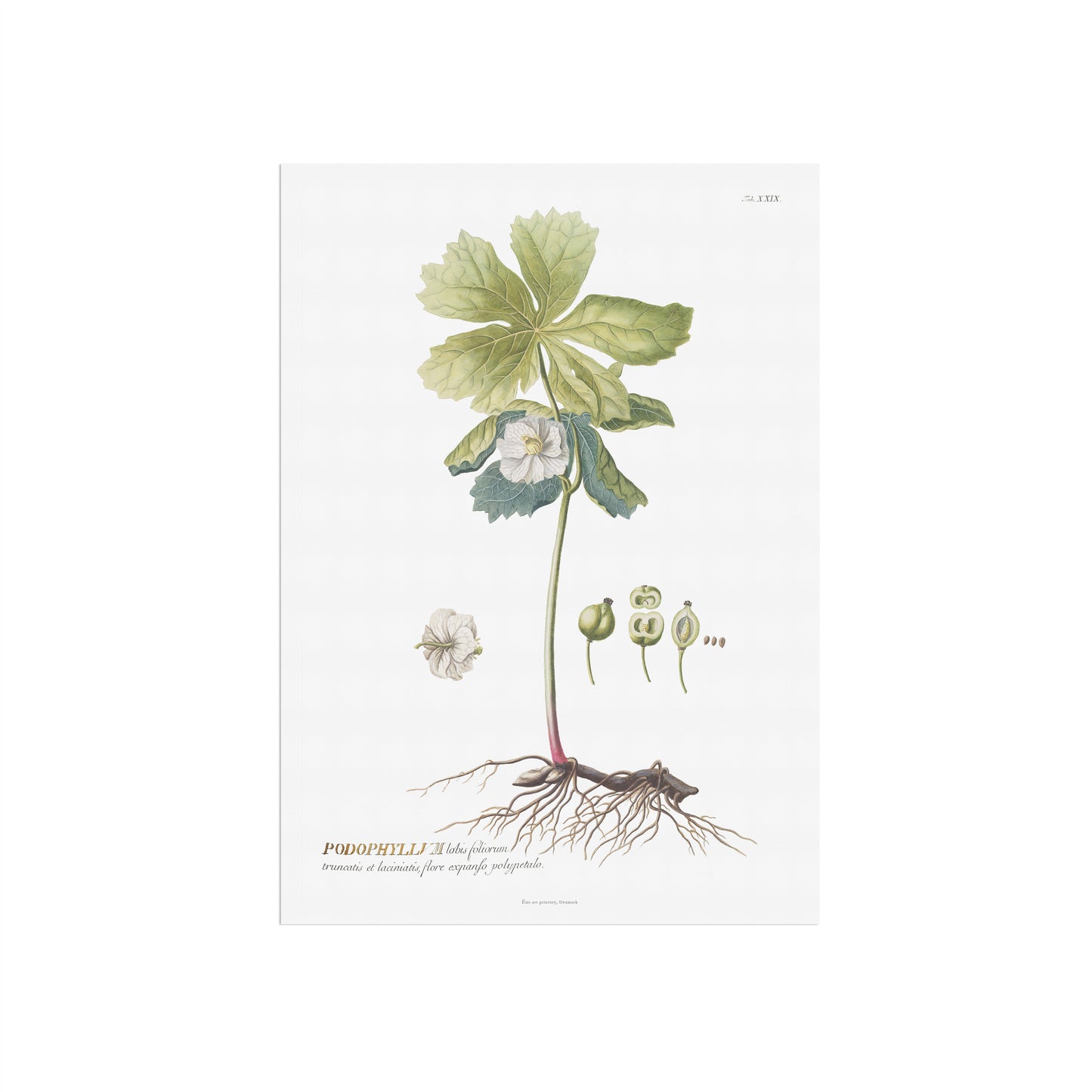 Vintage Podophyllum peltatum Botanical Print – 1752 Plantae Selectae Illustration
