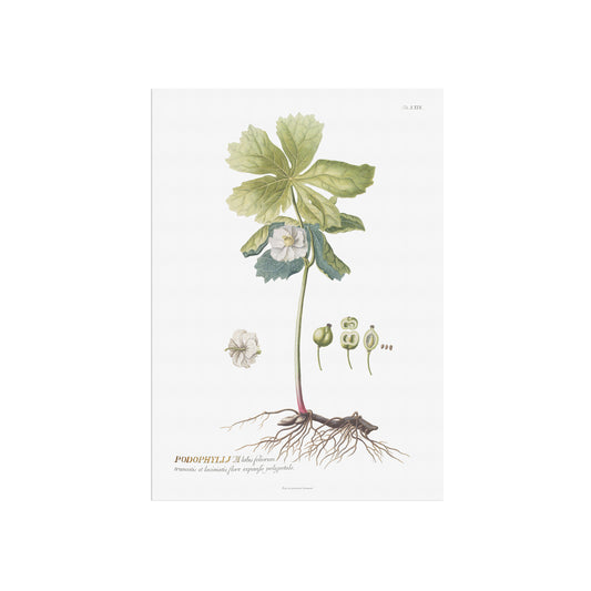 Vintage Podophyllum peltatum Botanical Print – 1752 Plantae Selectae Illustration
