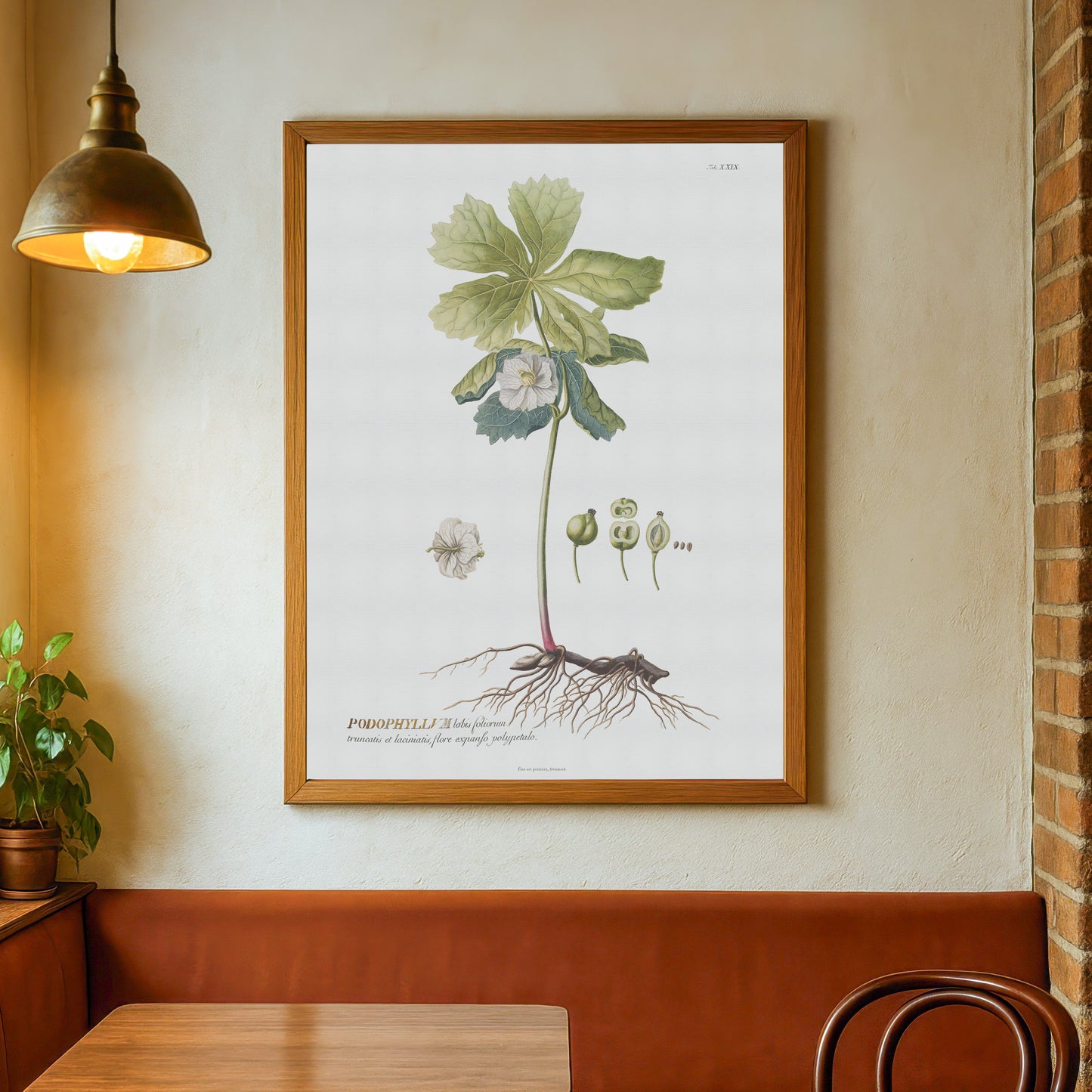 Vintage Podophyllum peltatum Botanical Print – 1752 Plantae Selectae Illustration