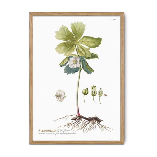 Vintage Podophyllum peltatum Botanical Print – 1752 Plantae Selectae Illustration