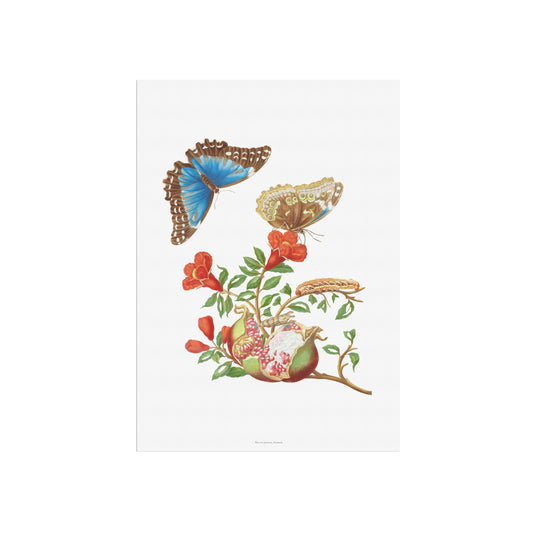 Vintage Pomegranate & Blue Morpho Butterfly Poster - Maria Sibylla Merian Art
