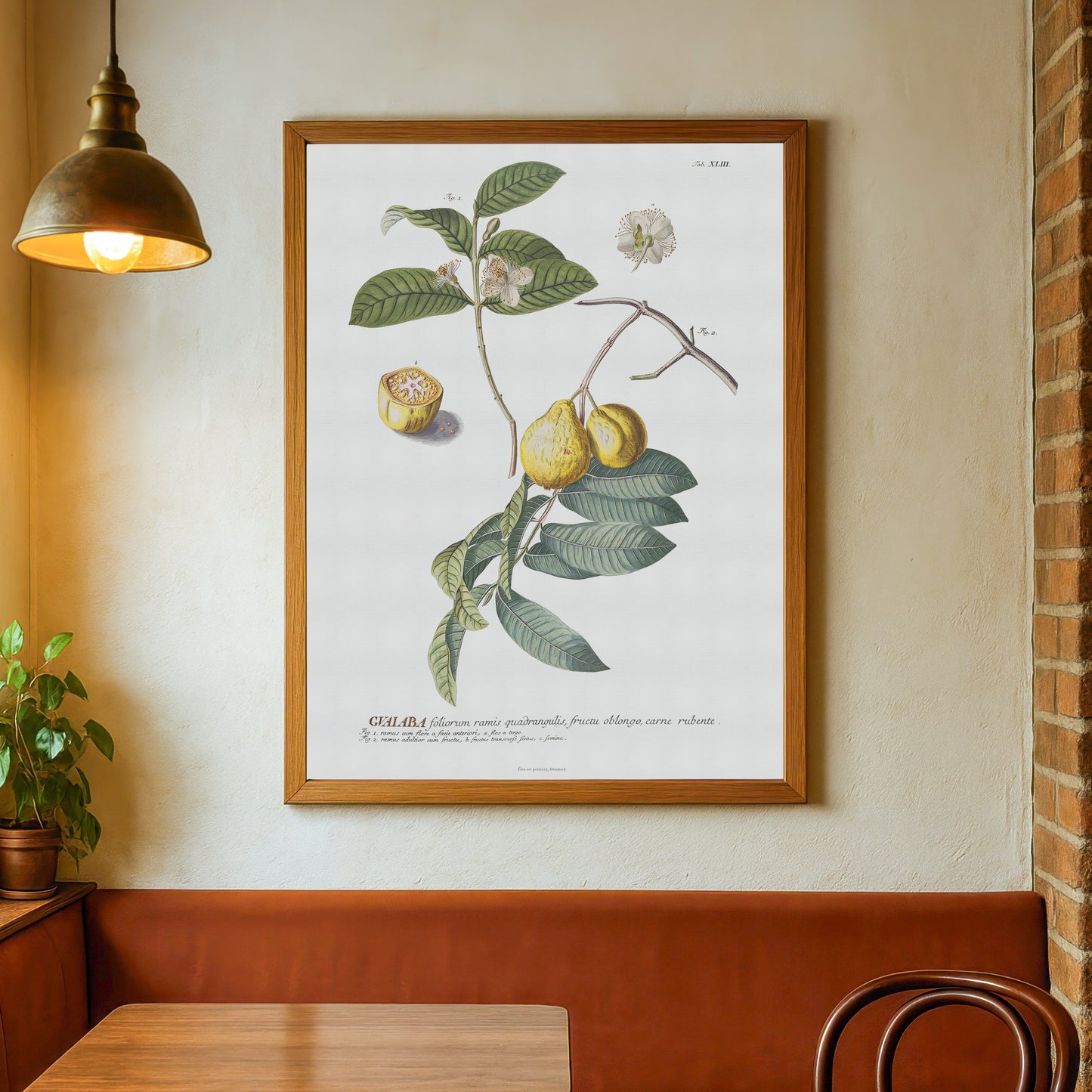 Psidium guajava - Guava - Botanical Print from Plantae Selectae (1756)