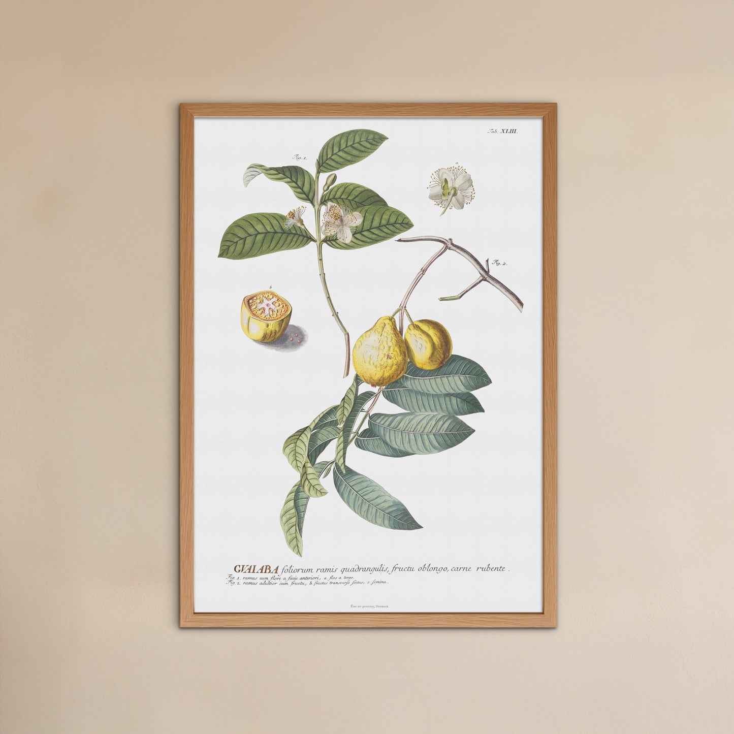 Psidium guajava - Guava - Botanical Print from Plantae Selectae (1756)
