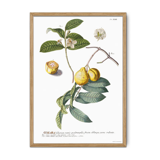 Psidium guajava - Guava - Botanical Print from Plantae Selectae (1756)