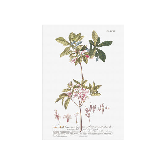 Rhododendron nudiflorum Botanical Print – Vintage 1756 Plantae Selectae Illustration