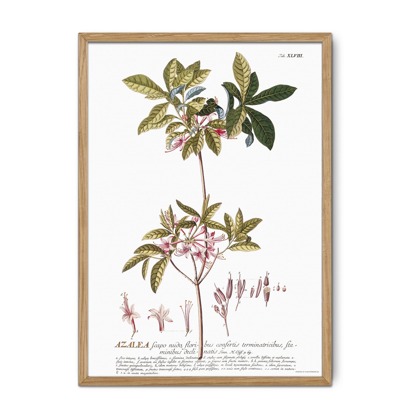 Rhododendron nudiflorum Botanical Print – Vintage 1756 Plantae Selectae Illustration