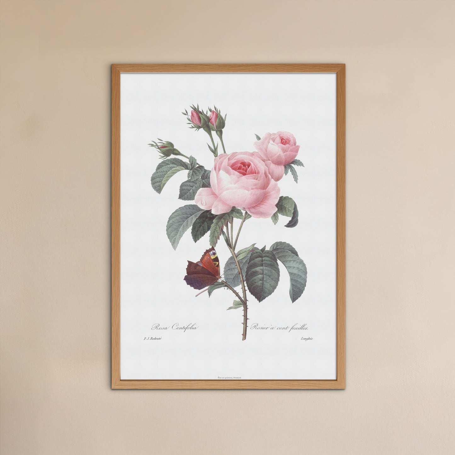 Vintage Rosa Centifolia & Butterfly Poster - Pierre-Joseph Redouté Botanical Print