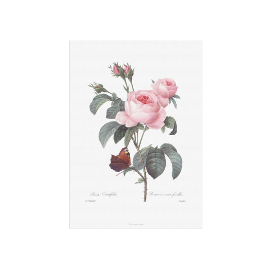 Vintage Rosa Centifolia & Butterfly Poster - Pierre-Joseph Redouté Botanical Print