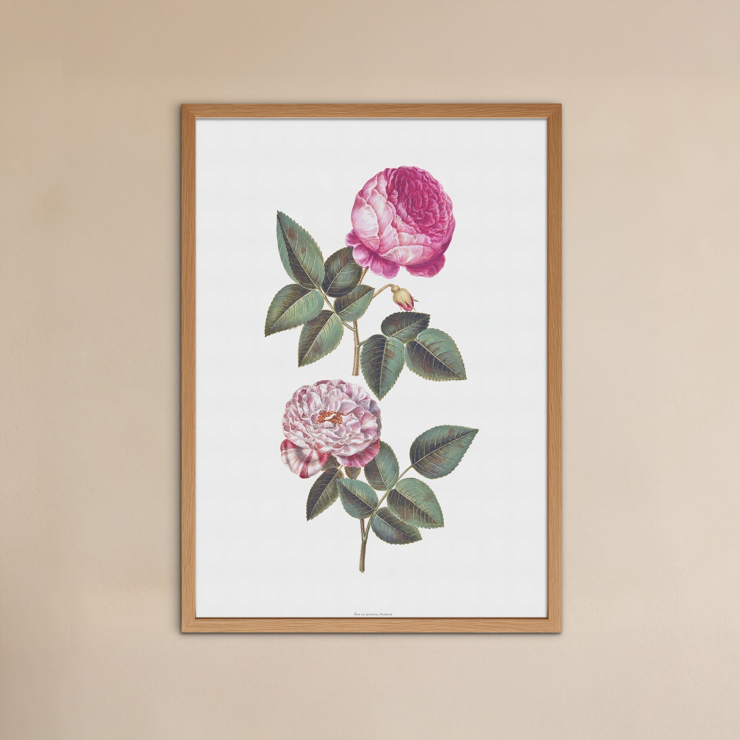 Vintage Rosa Mundi & Centifolia Rose Poster - 17th Century Botanical Print