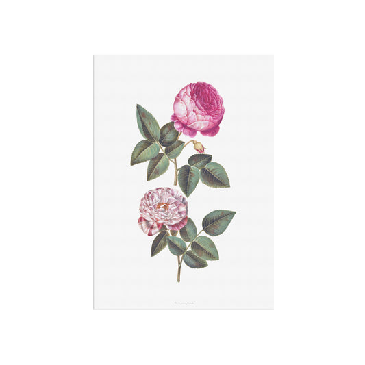 Vintage Rosa Mundi & Centifolia Rose Poster - 17th Century Botanical Print