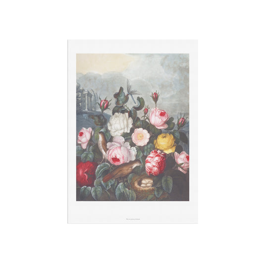 Roses from The Temple of Flora - Robert John Thornton (1807) - Archival Floral Print