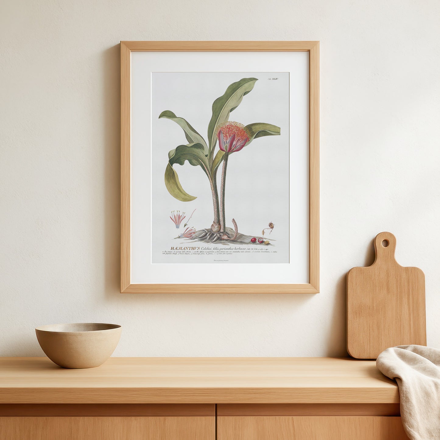 Scadoxus Puniceus Botanical Art Print – Vintage 1756 Illustration from Plantae Selectae
