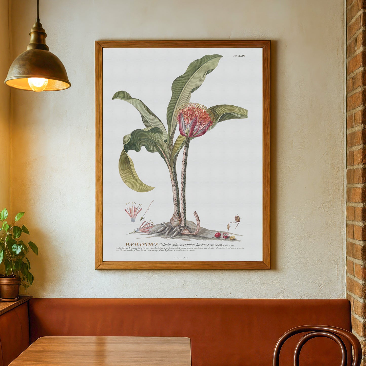 Scadoxus Puniceus Botanical Art Print – Vintage 1756 Illustration from Plantae Selectae