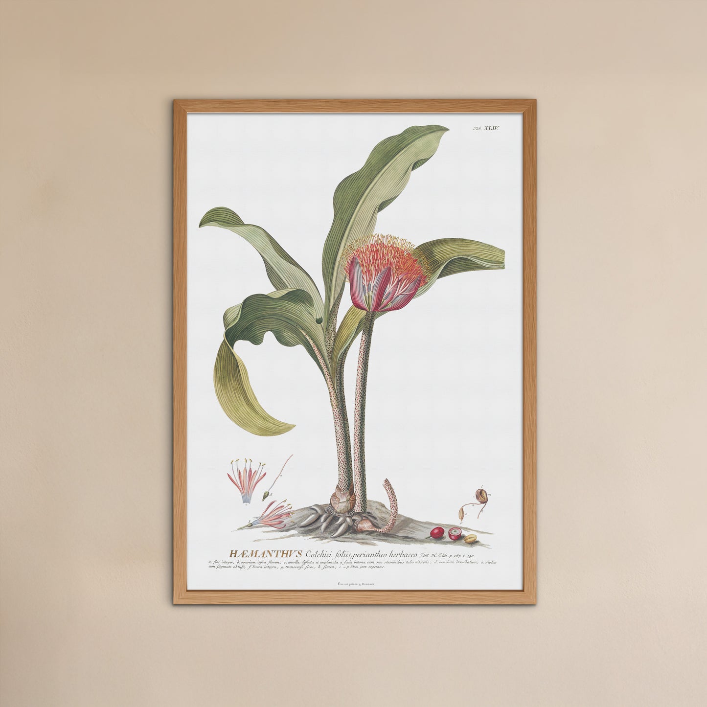 Scadoxus Puniceus Botanical Art Print – Vintage 1756 Illustration from Plantae Selectae