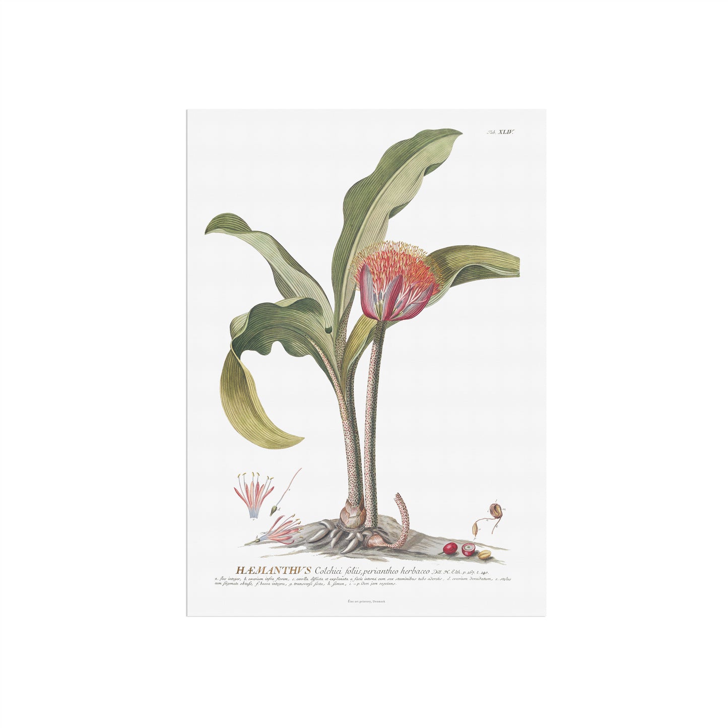 Scadoxus Puniceus Botanical Art Print – Vintage 1756 Illustration from Plantae Selectae