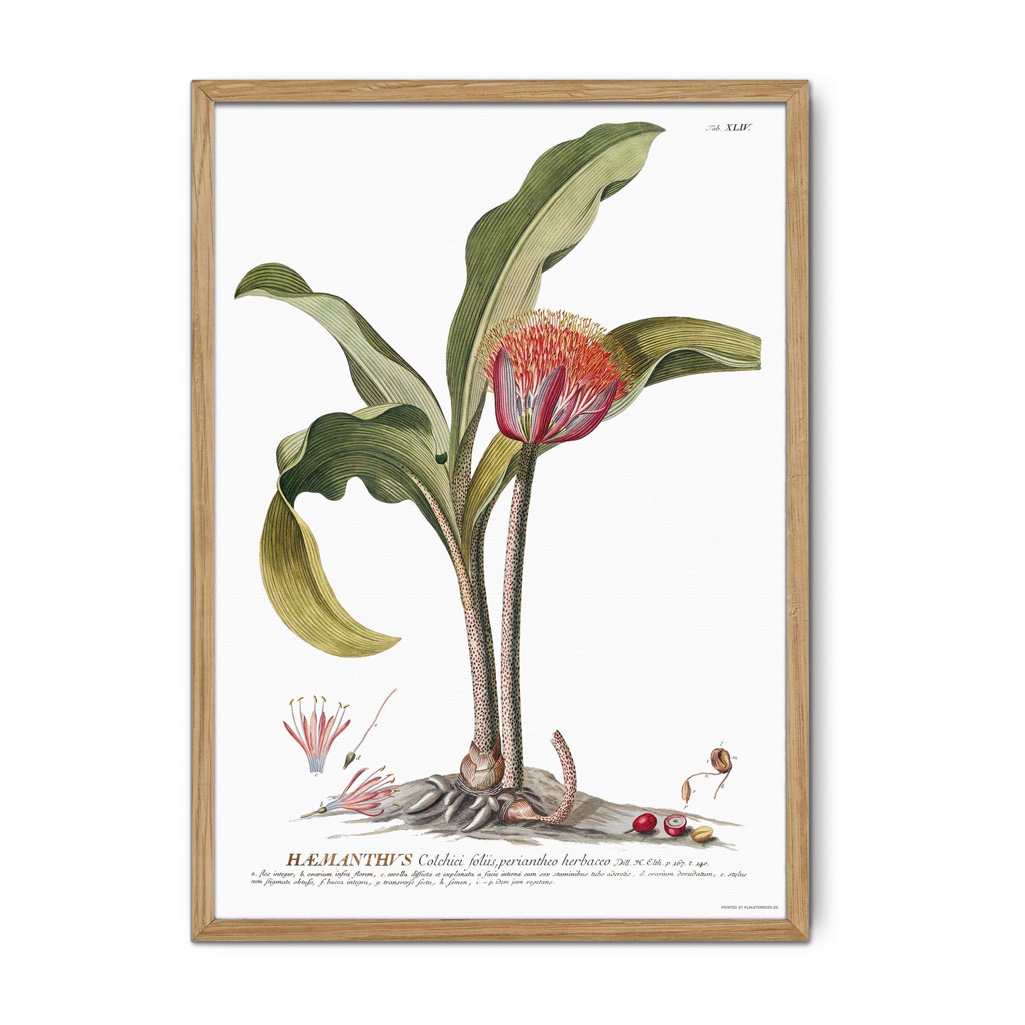 Scadoxus Puniceus Botanical Art Print – Vintage 1756 Illustration from Plantae Selectae