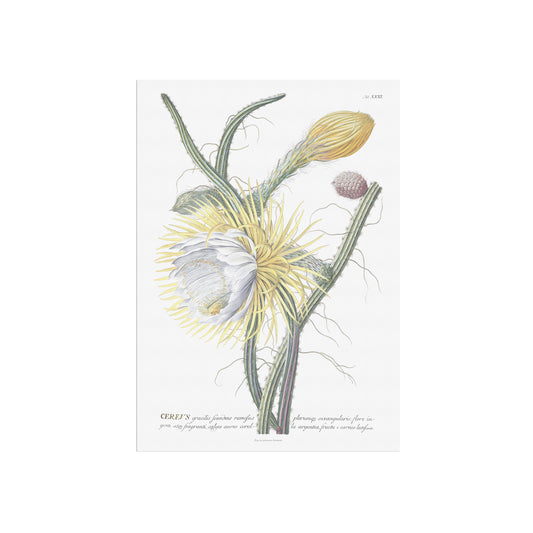 Vintage Queen of the Night Botanical Print – 1754 Plantae Selectae Illustration