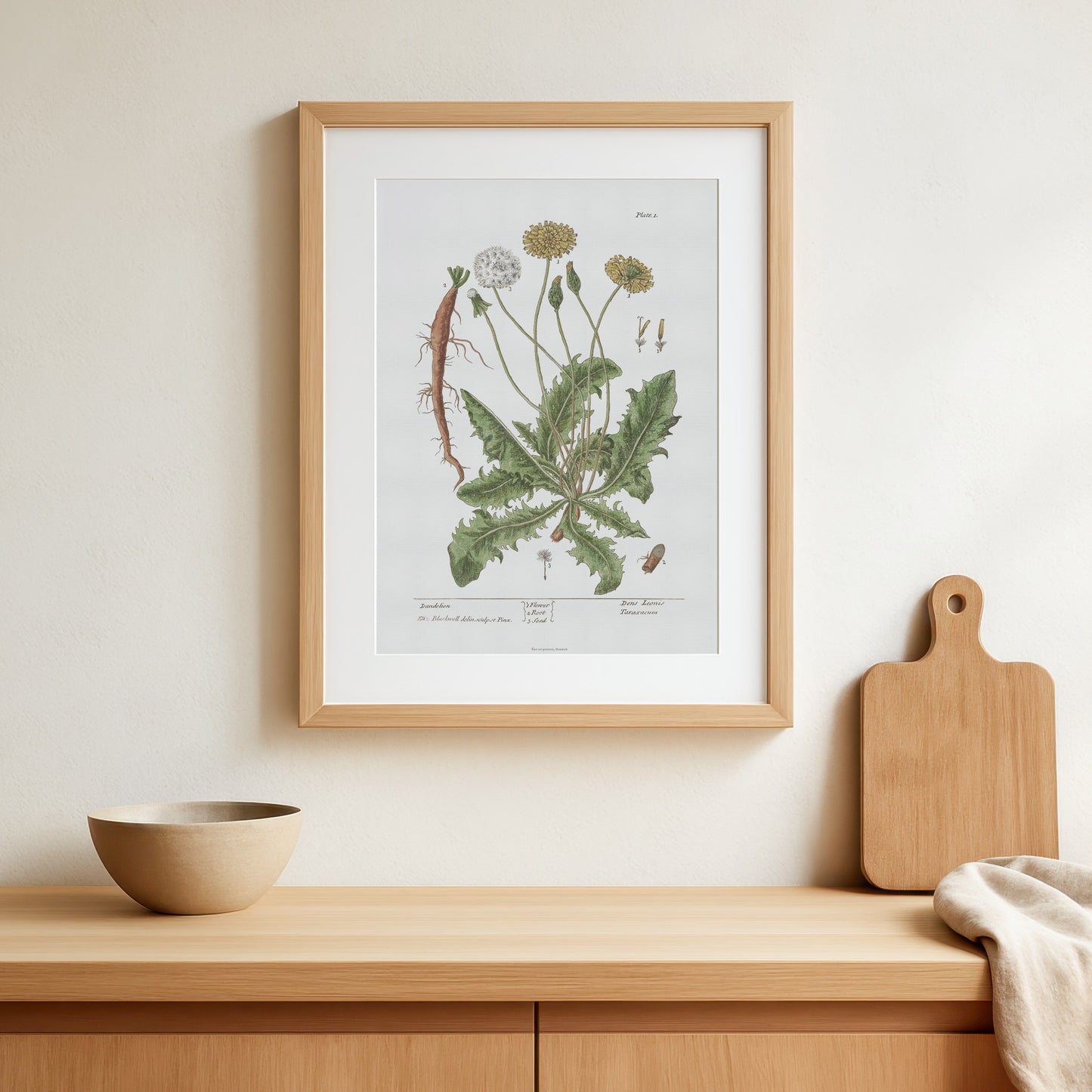 Vintage Dandelion Botanical Print - Taraxacum officinale by Elizabeth Blackwell (1737)