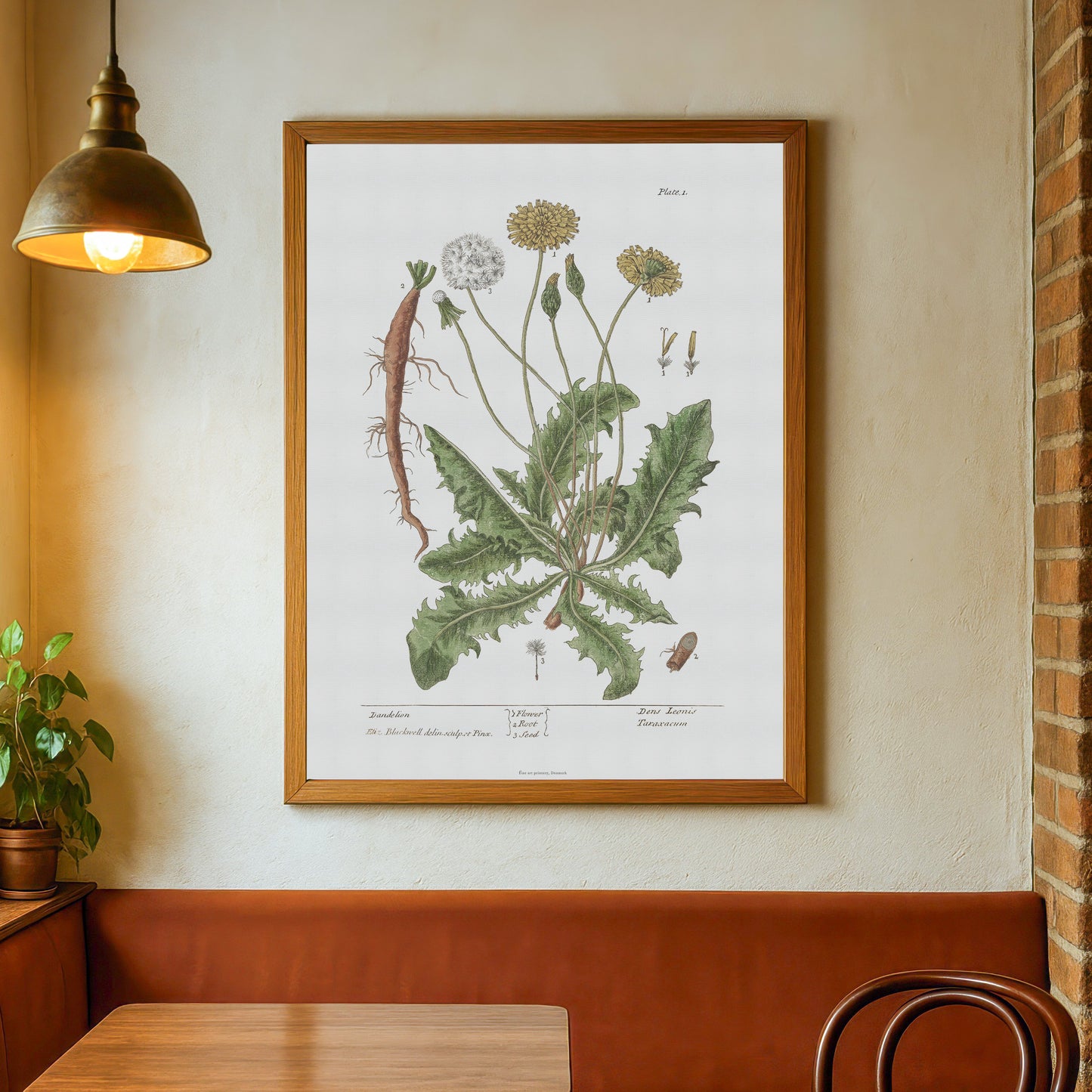 Vintage Dandelion Botanical Print - Taraxacum officinale by Elizabeth Blackwell (1737)