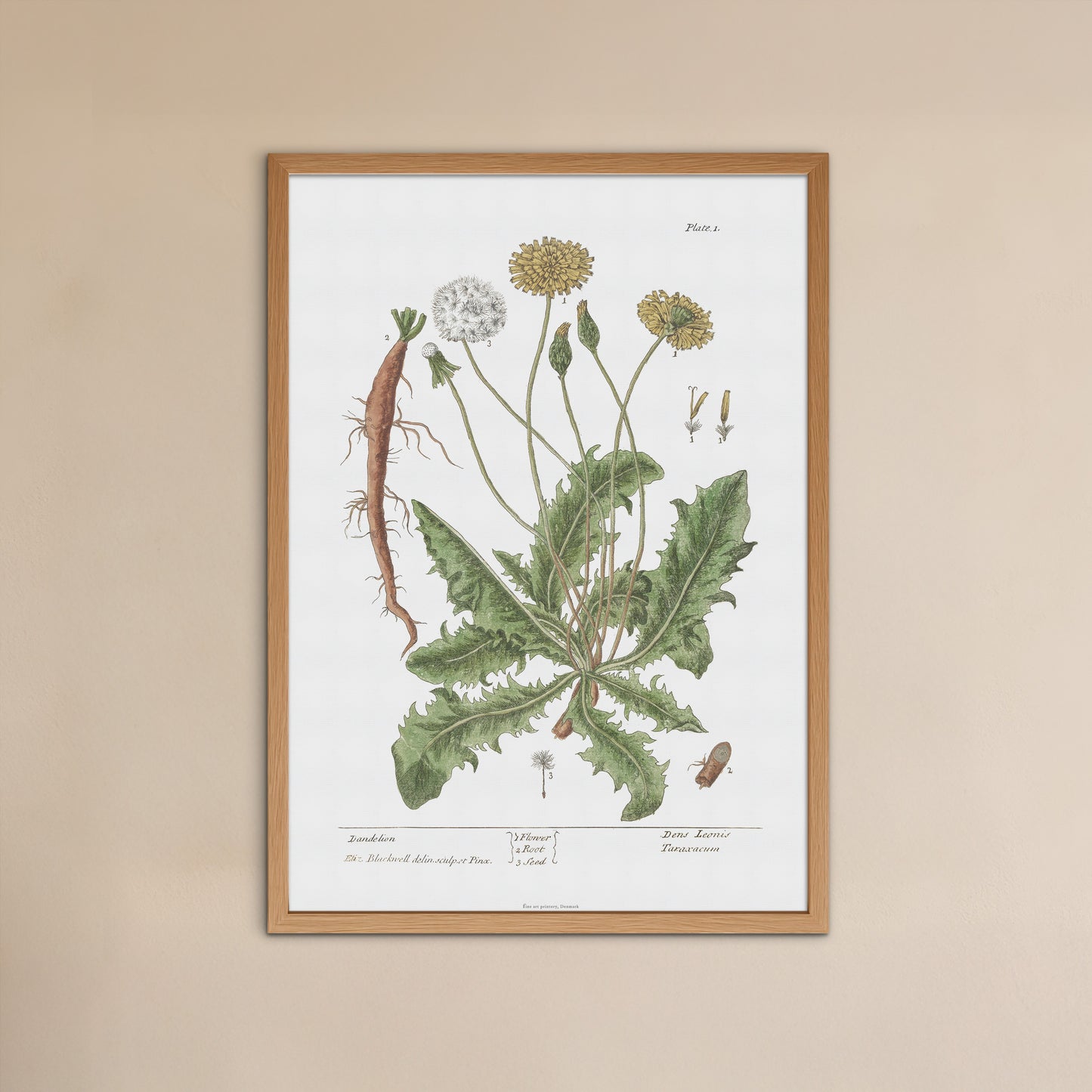 Vintage Dandelion Botanical Print - Taraxacum officinale by Elizabeth Blackwell (1737)