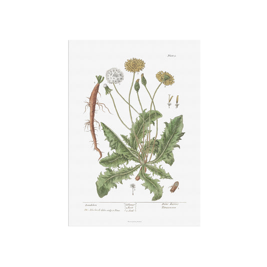 Vintage Dandelion Botanical Print - Taraxacum officinale by Elizabeth Blackwell (1737)
