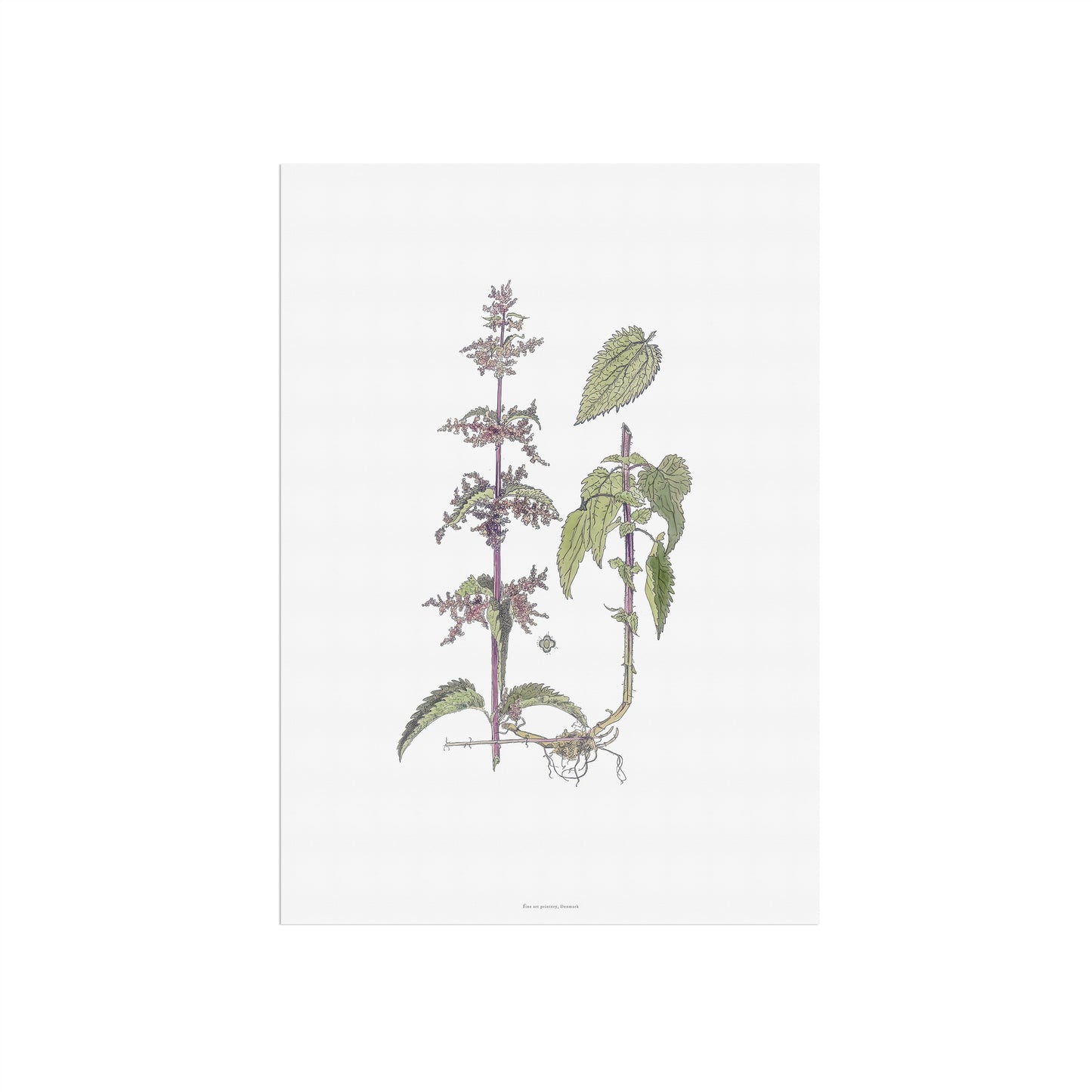 Vintage Common Nettle Botanical Print - Urtica dioica by H. Kuipers