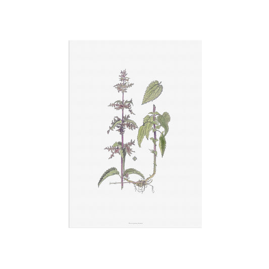Vintage Common Nettle Botanical Print - Urtica dioica by H. Kuipers