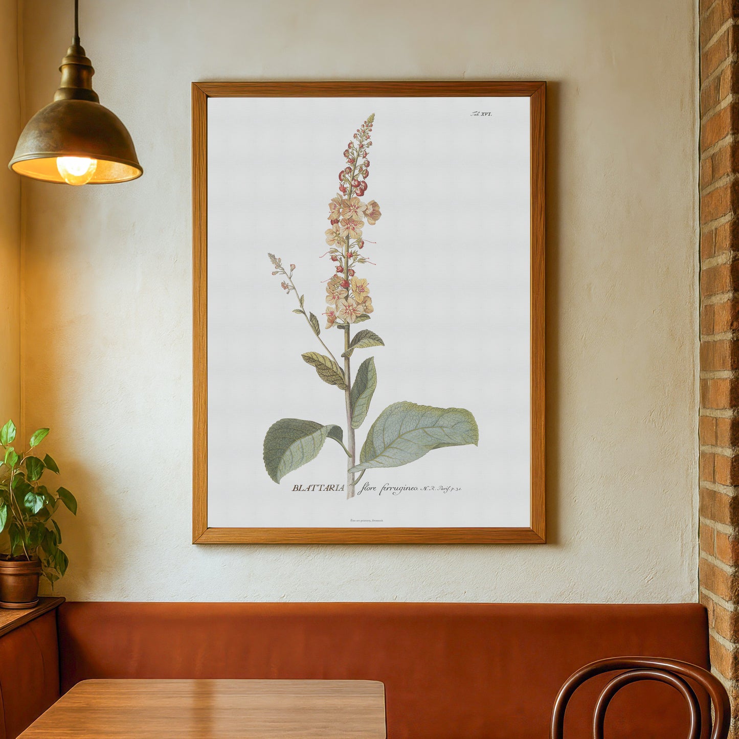 Vintage White Mullein Botanical Print – 1751 Plantae Selectae Illustration