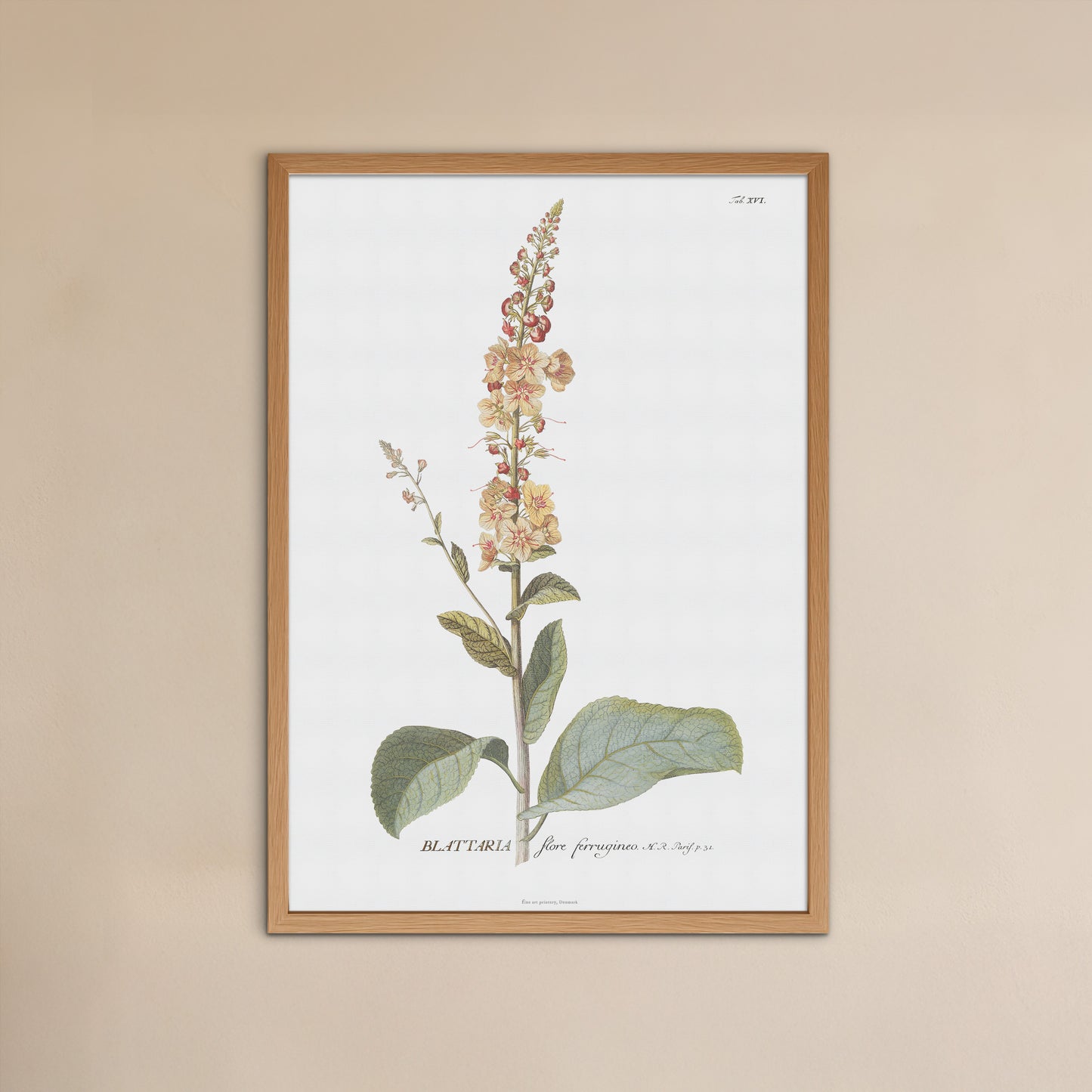 Vintage White Mullein Botanical Print – 1751 Plantae Selectae Illustration