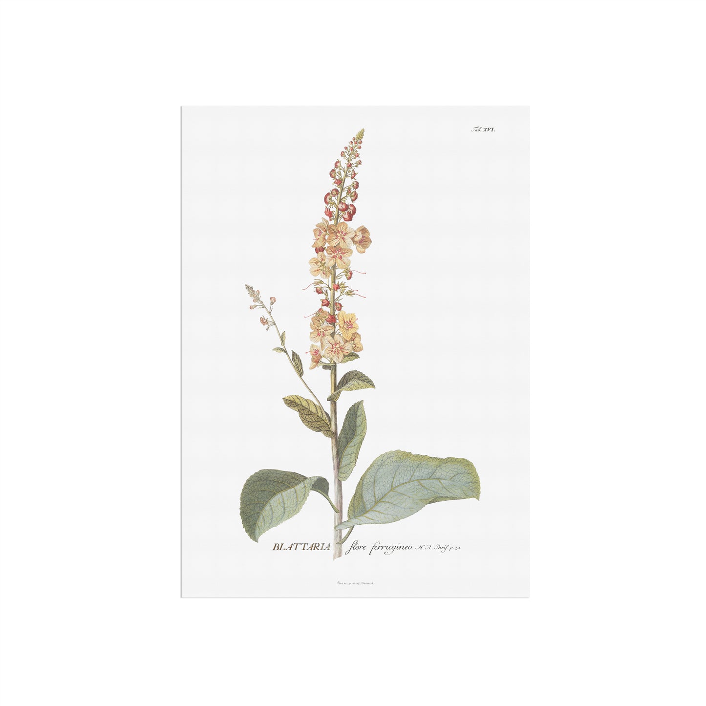 Vintage White Mullein Botanical Print – 1751 Plantae Selectae Illustration