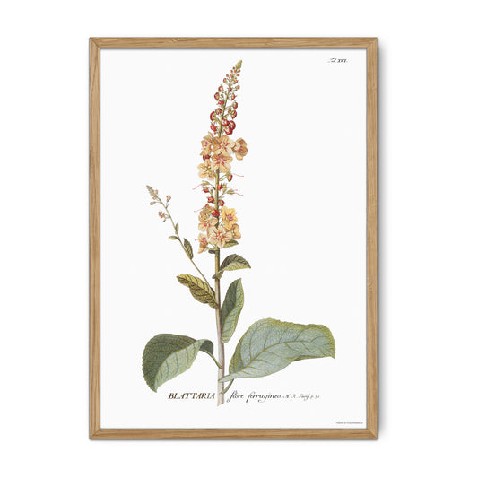 Vintage White Mullein Botanical Print – 1751 Plantae Selectae Illustration