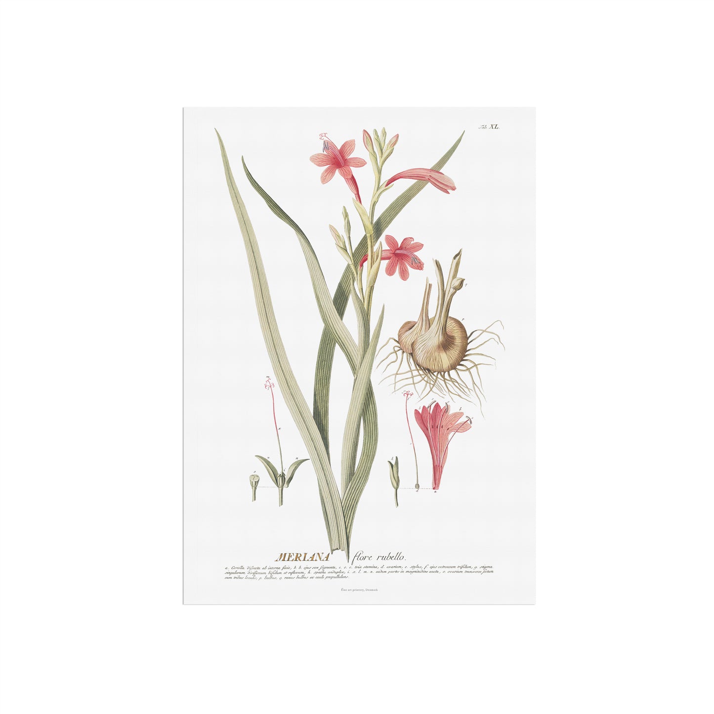 Vintage Watsonia meriana Botanical Print – 1754 Plantae Selectae Illustration