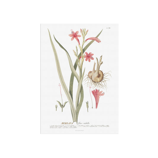 Vintage Watsonia meriana Botanical Print – 1754 Plantae Selectae Illustration
