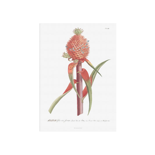 Vintage Red Pineapple Botanical Print – 1750 Plantae Selectae Illustration