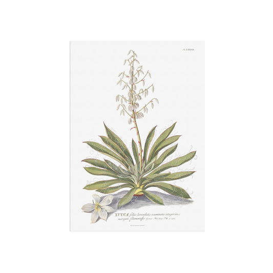 Vintage Adam's needle (Yucca) Botanical Print – 1754 Plantae Selectae Illustration
