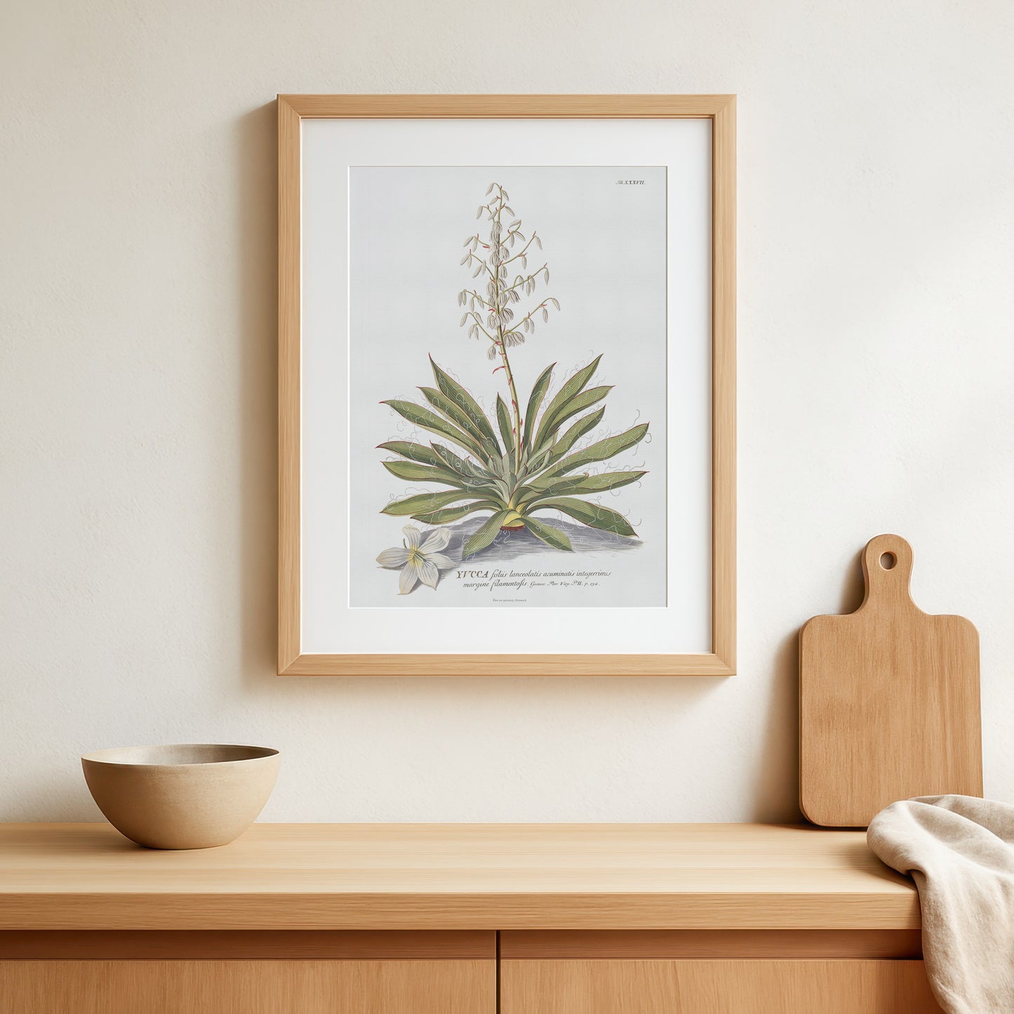 Vintage Adam's needle (Yucca) Botanical Print – 1754 Plantae Selectae Illustration