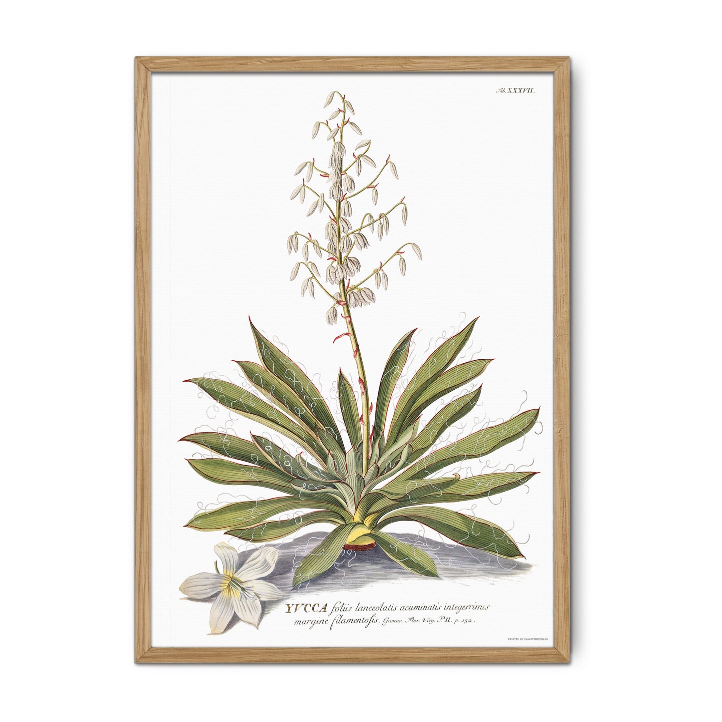 Vintage Adam's needle (Yucca) Botanical Print – 1754 Plantae Selectae Illustration