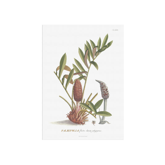 Vintage Zamia pumila Botanical Print – 1752 Plantae Selectae Illustration