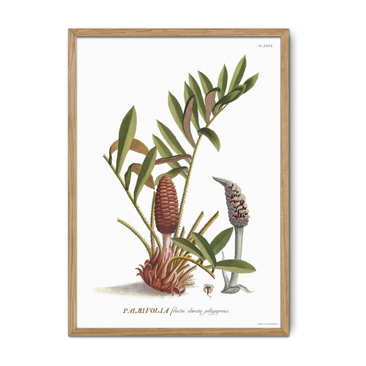 Vintage Zamia pumila Botanical Print – 1752 Plantae Selectae Illustration