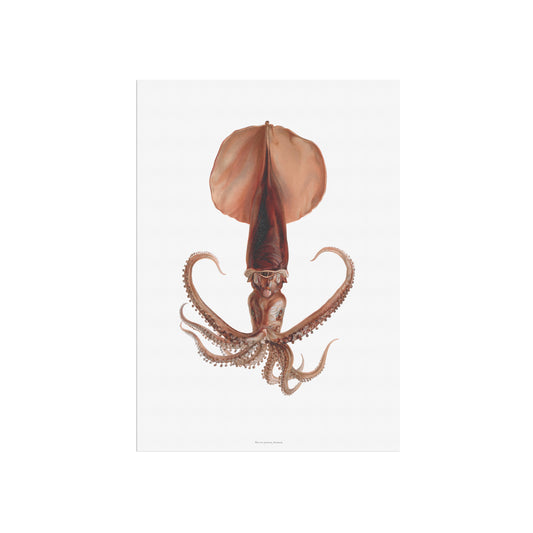 Vintage Whip-Lash Squid Poster - Antique Deep-Sea Marine Art Print 1920
