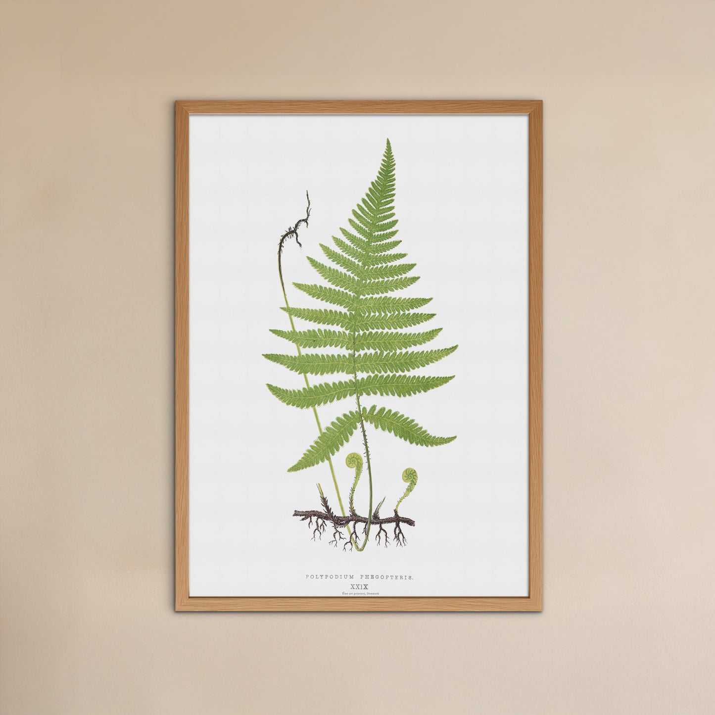 Vintage Fern Botanical Poster - Polypodium Phegopteris - 1859 Nature Art Print