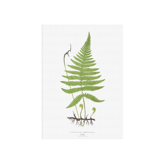 Vintage Fern Botanical Poster - Polypodium Phegopteris - 1859 Nature Art Print