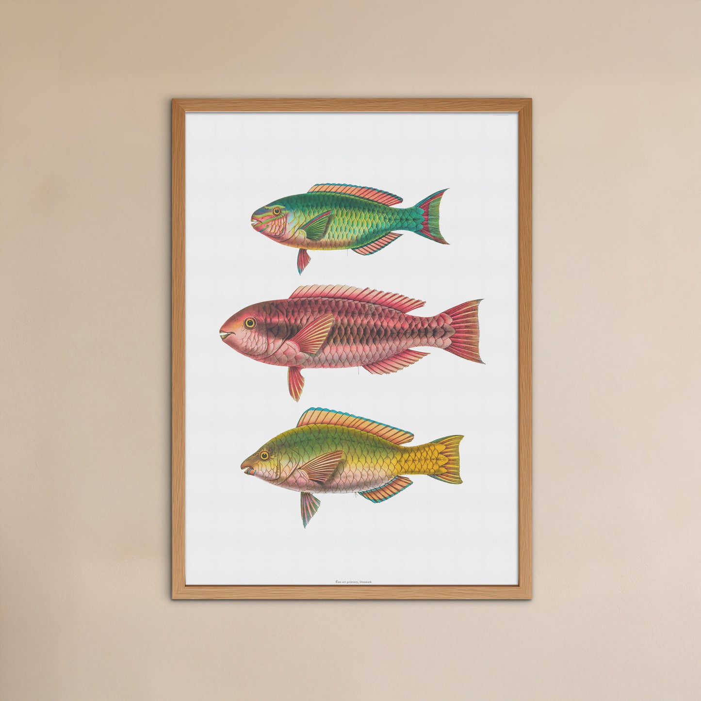 Vintage Parrotfish Print - Antique Tropical Marine Art Poster