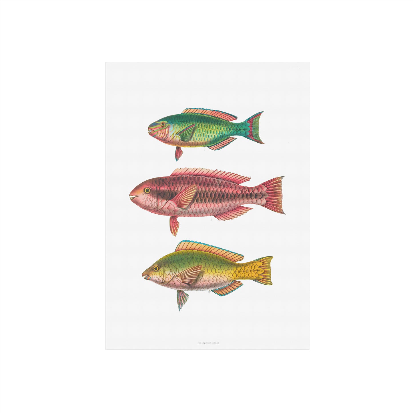 Vintage Parrotfish Print - Antique Tropical Marine Art Poster