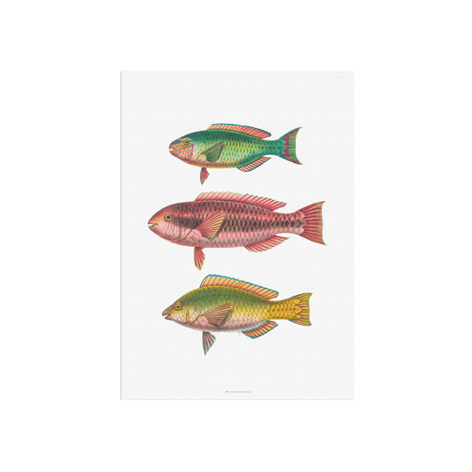 Vintage Parrotfish Print - Antique Tropical Marine Art Poster