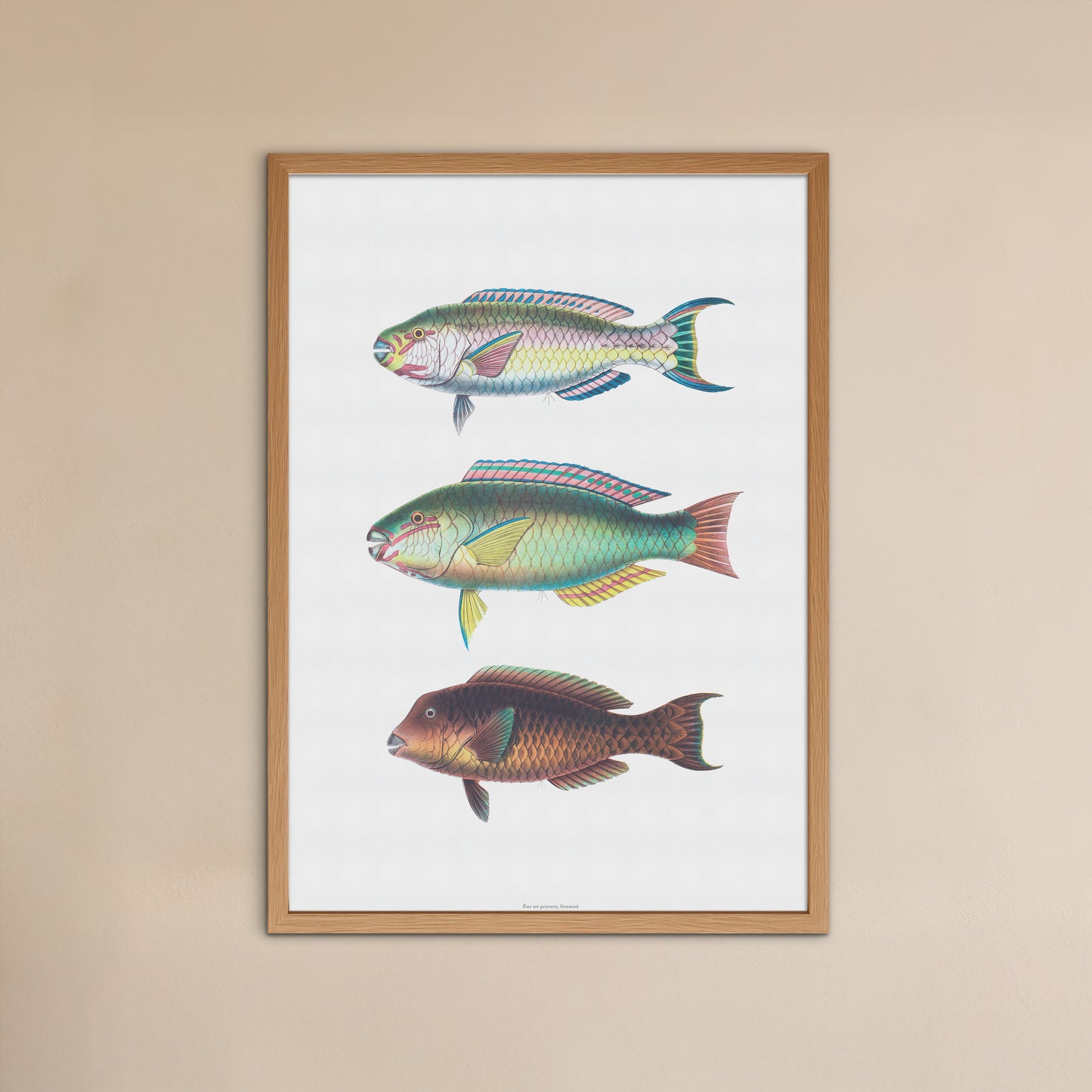 Vintage Parrotfish Print - Scarus, Chlorurus, Bolbometopon - Tropical Fish Art