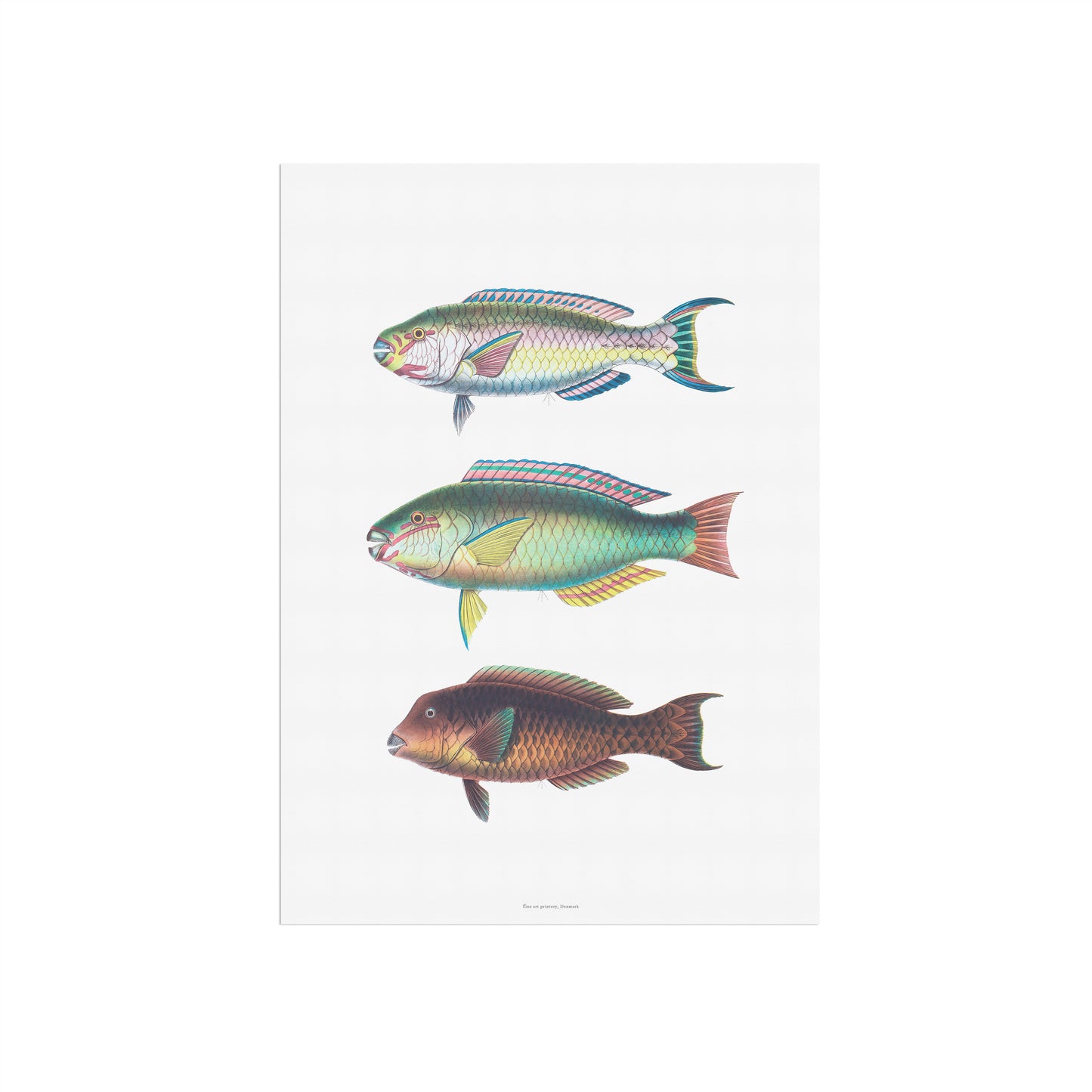 Vintage Parrotfish Print - Scarus, Chlorurus, Bolbometopon - Tropical Fish Art