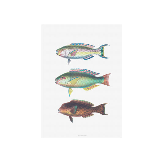 Vintage Parrotfish Print - Scarus, Chlorurus, Bolbometopon - Tropical Fish Art