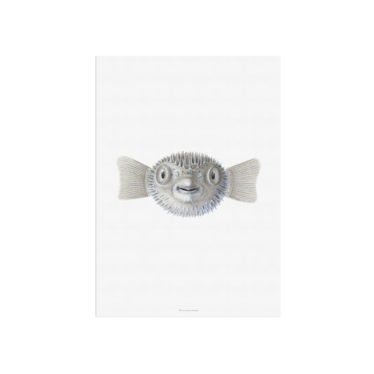 Vintage Pufferfish Botanical Print - Tetraodontidae from Drawings of Tetradons (1838)
