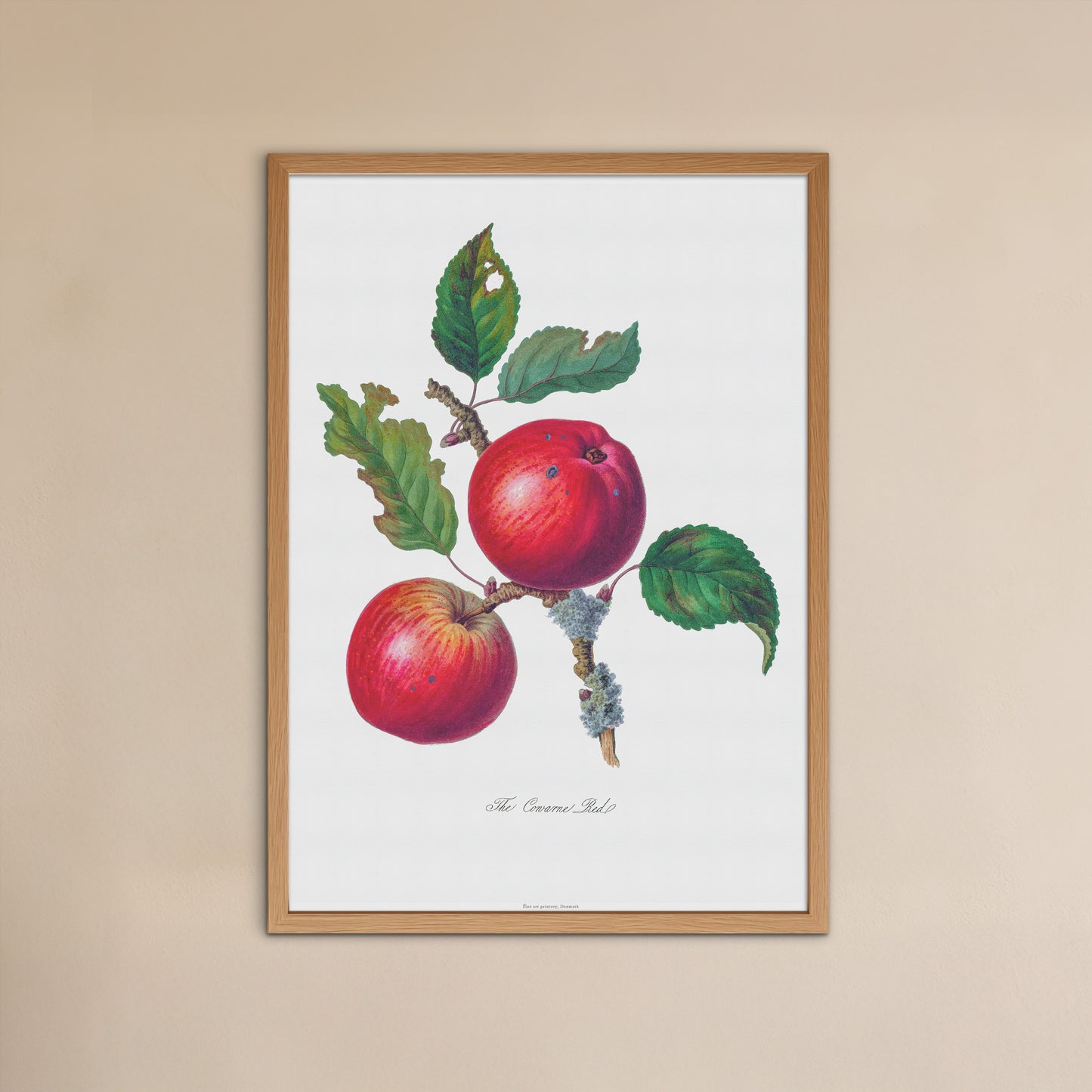 Vintage Apple Poster - 'The Cowarne Red' Fruit Illustration - 1811 Botanical Art Print